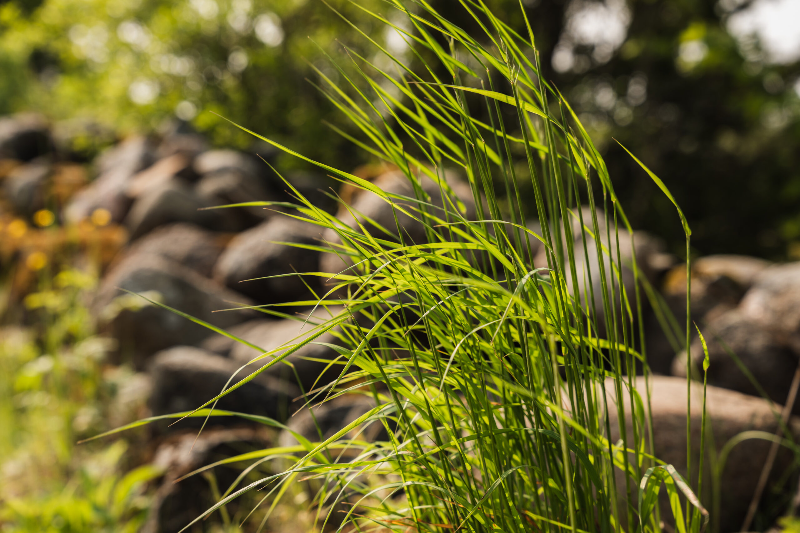 alt="Dharma Resort Muhu Estonia Nature"